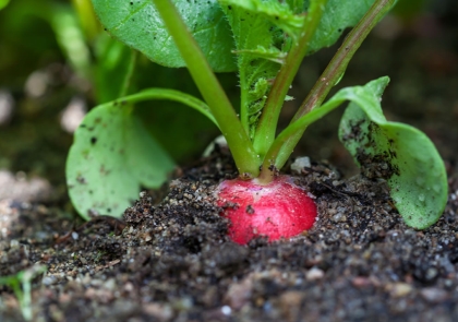 Hạt nhựa siêu nhỏ: Khách không mời mà đến bữa ăn của chúng ta